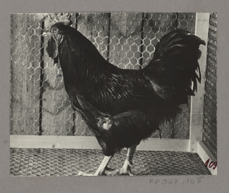 New Hampshire'i liini 38 kukk nr. 1214