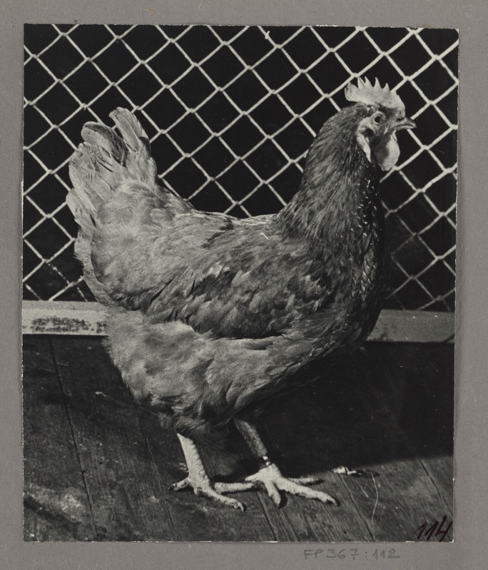 New Hampshire'i tõugu 8.liini kana nr.4143, munatoodang 303 muna aastas