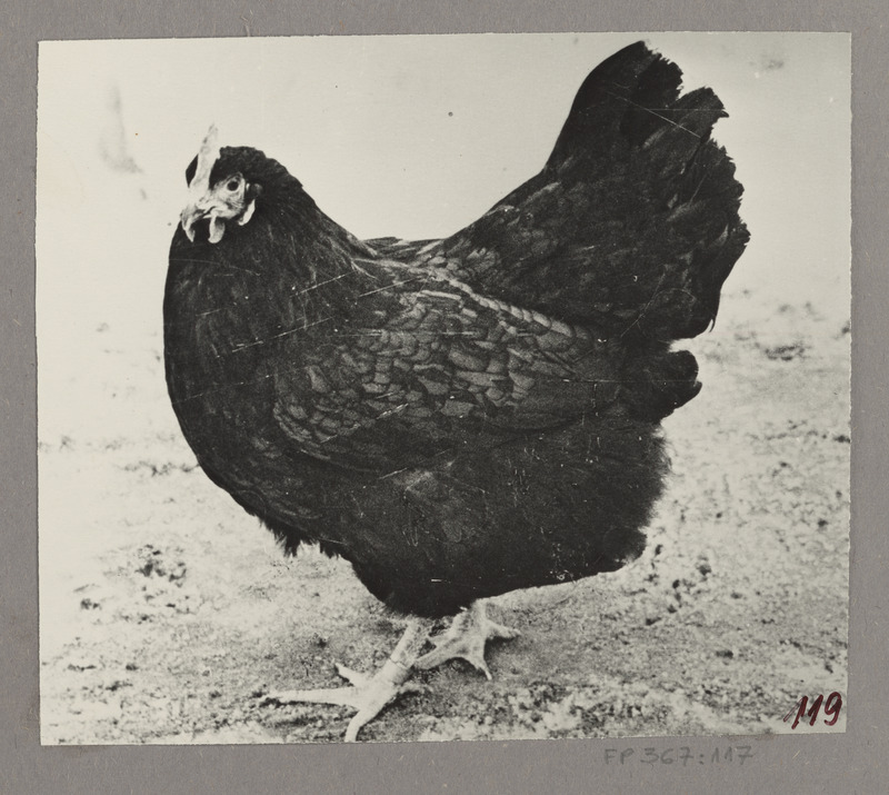 Australorbi tõugu Ka-liini kana nr.732, munatoodang 338 muna aastas