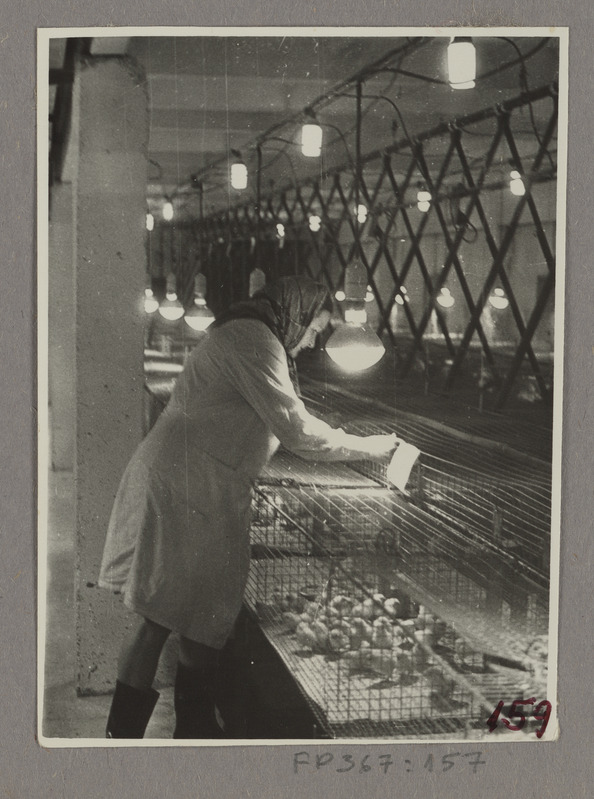 Tibutalitaja Helju Kask puuritibulas