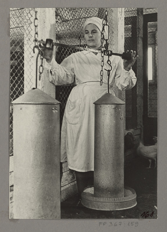 Laborant Eha Hõrak sööta kaalumas