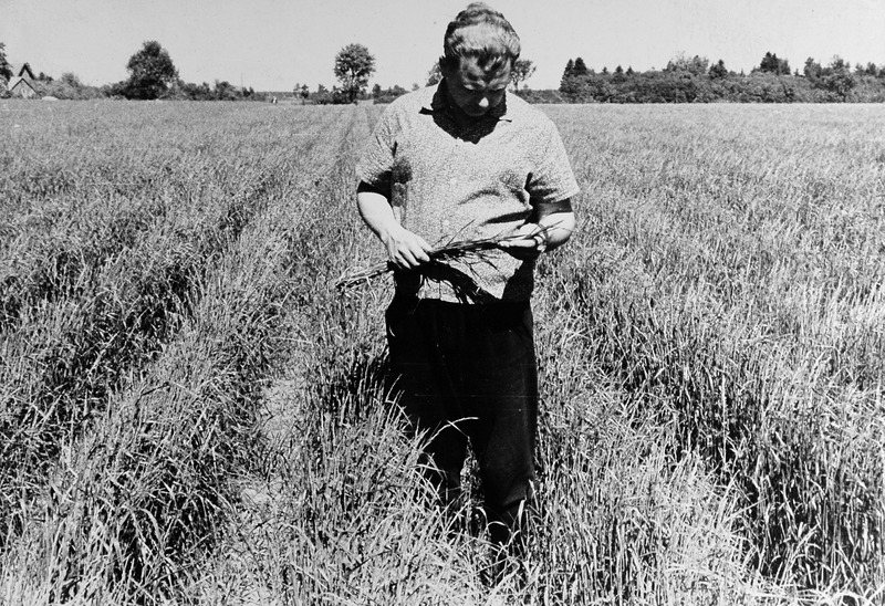 Peaagronoom E.Müts rohuseemnepõllul