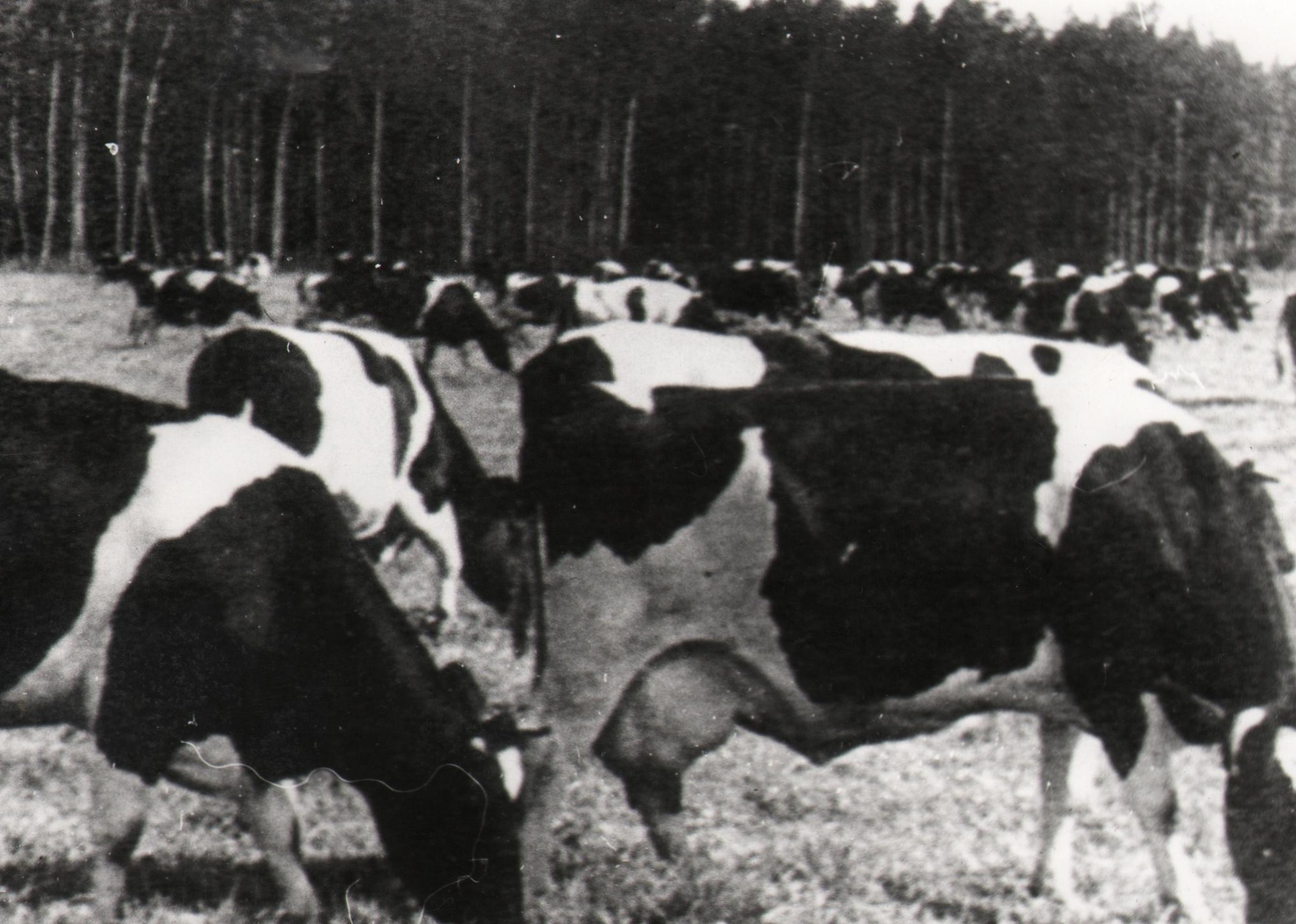 Vändra katsesovhoosi kultuurkarjamaadel must-valge piimakari