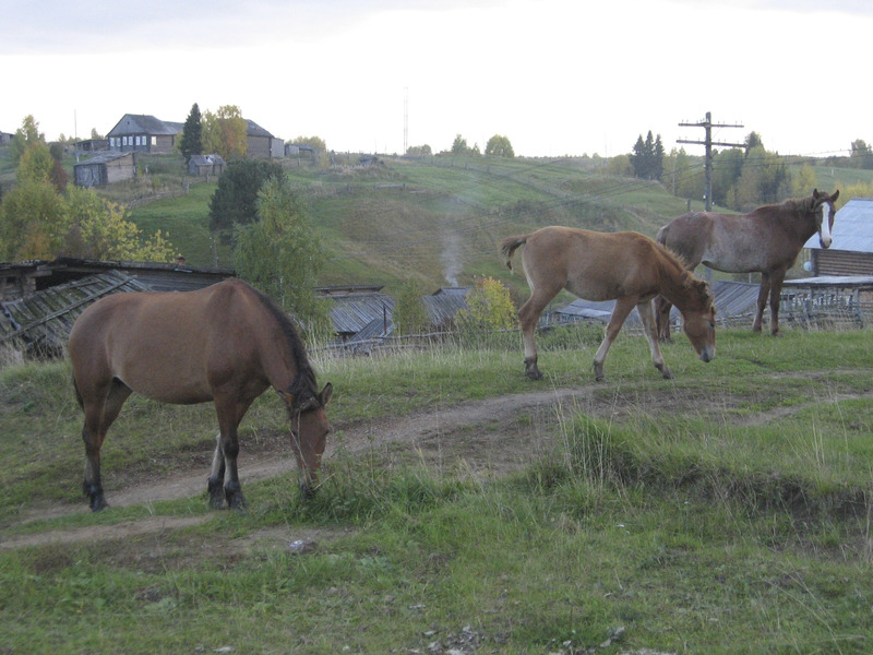 Hobused Mõjoldino külas