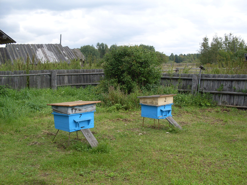 Mesipuud ühes eesti pere majapidamises, Tomski oblasti eesti küla Lillengof