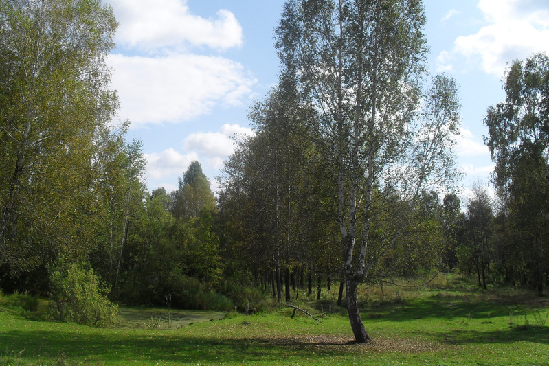 Maasik Vambola asunduse ümber. Tomski oblasti Zõrjanski rajooni eesti asundus Vambola