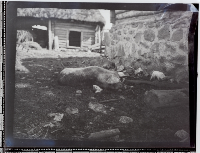 Siga ja põrsas lauda kõrval