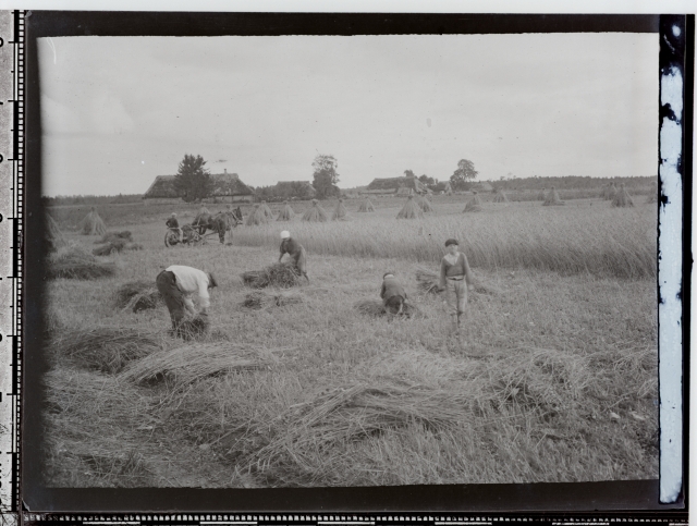 Rukkihakkide meisterdamine viljapõllul