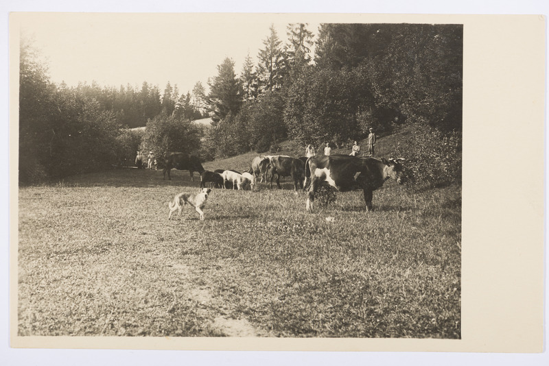 Lehmad Uue-Aleši talu karjamaal Luke kihelkonnas