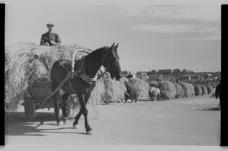Heina vedamine hobustega maalt linna
