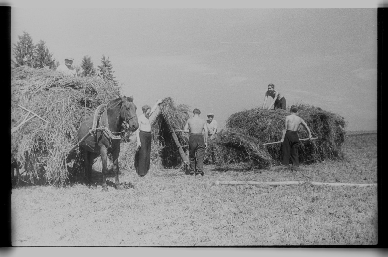 Tartu Ehitustehnikumi õpilased Kungla kolhoosis heinateol