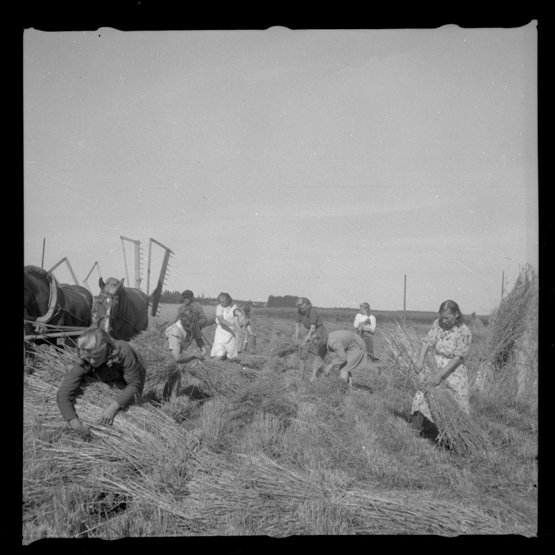 Rukkilõikus hobuniidukiga ja rukki sidumine vihkudesse
