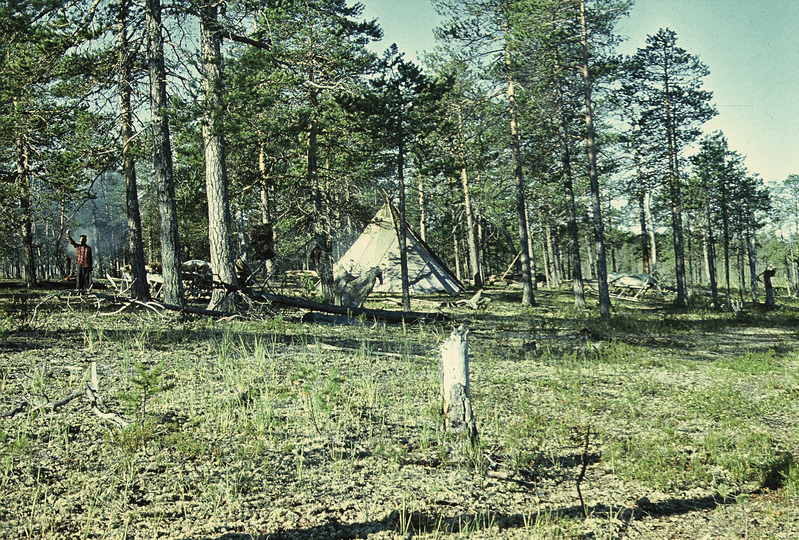 Handi püstkoda metsas. Handi-Mansi rahvusringkond  Nižnevartovski rajoon 
Varjogani külanõukogu põhjapõdrakasvatajate ajutine suveasula Agani jõe ülemjooksul.
Foto  1974.