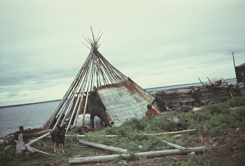 Handid püstkoja sõrestikku kasetohust kattega katmas. Jamali Neenetsi autonoomne ringkond 
Priuralski rajoon Harsaimi külanõukogu  Võlposli küla.
Foto 1978.