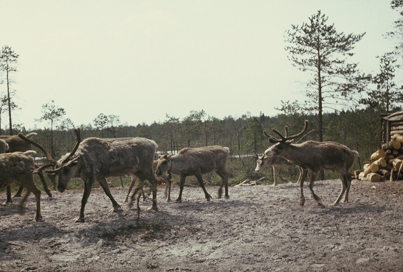 Põhjapõdrad. Handi-Mansi autonoomne ringkond Berjozovo rajoon Kazõmi külanõukogu Aivošjugani väikeasula.
Foto 1984.