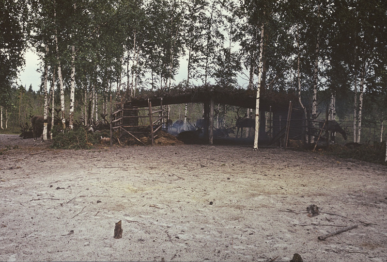 Põhjapõdrad varjualuse juures. Handi-Mansi autonoomne ringkond 
Berjozovo rajoon Kazõmi külanõukogu Aivošjugani väikeasula.
Foto 1984.
