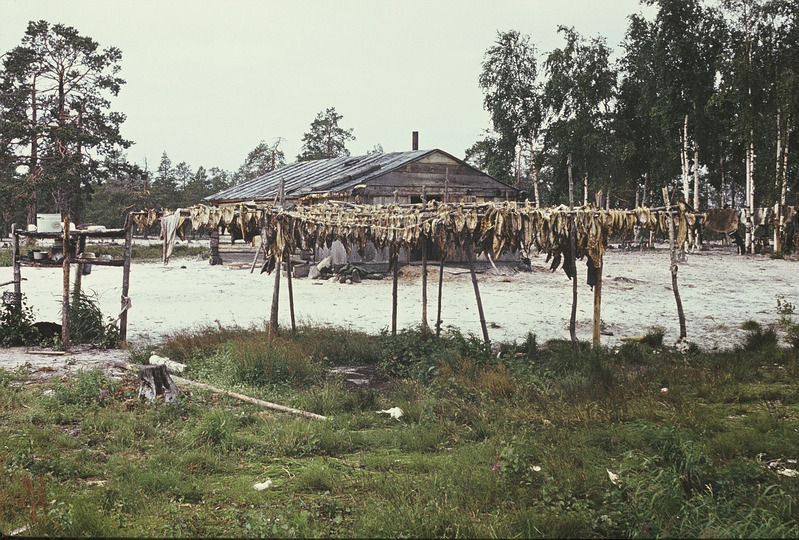 Kalade kuivatamine. Handi-Mansi autonoomne ringkond Berjozovo rajoon Kazõmi külanõukogu Aivošjugani väikeasula.
Foto 1984.