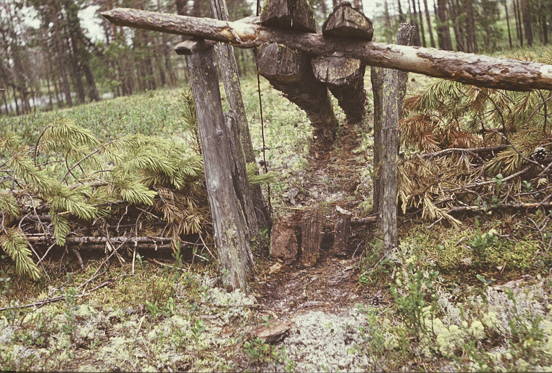Handi püünis, püütakse rabapüüsid ja metsiseid. Handi-Mansi autonoomne ringkond 
Berjozovo rajoon Kazõmi külanõukogu. Foto 1984.