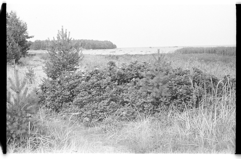 Mererand, Pedassaare (Lahemaa)
