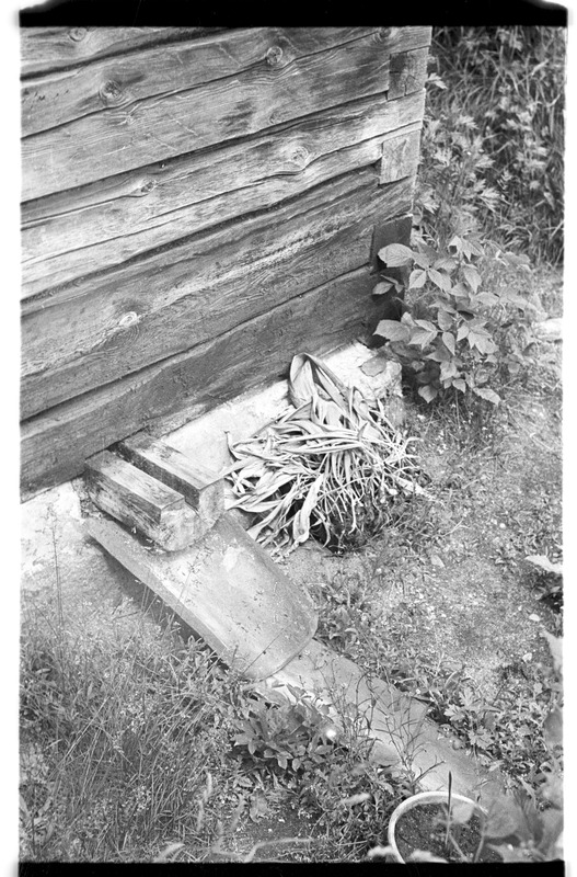 Saun (veerenn), Võhma (Lahemaa), Tammiku talu