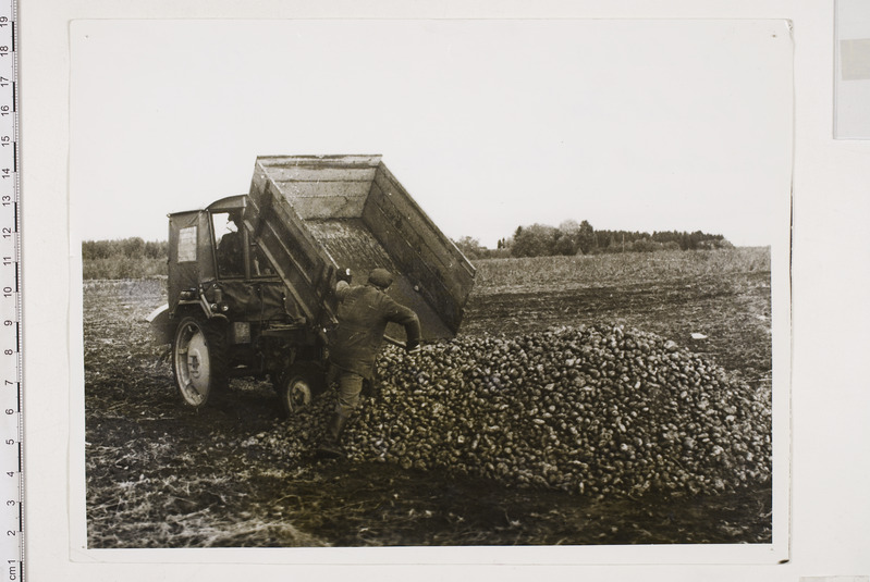 Kartulikuhja tegemine kolhoosi "Kindel Tee" põllul 1969.aastal.