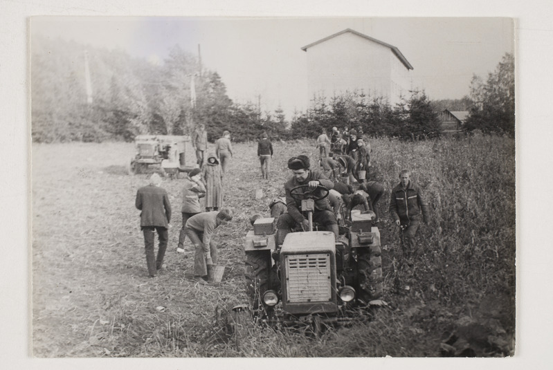 Kartulivõtt Meremäe keskkooli kartulipõllul 1979.aasta sügisel.