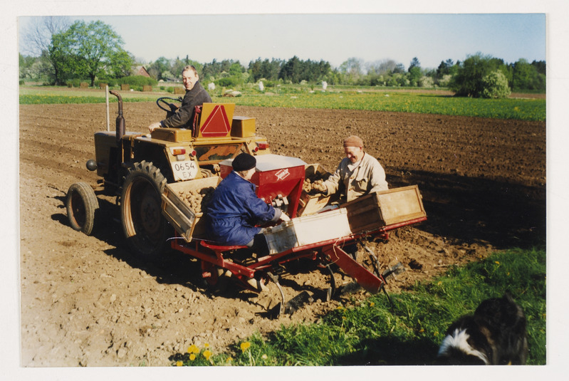 Kartulipanek Vanamardi talu põllul  2008.aastal.