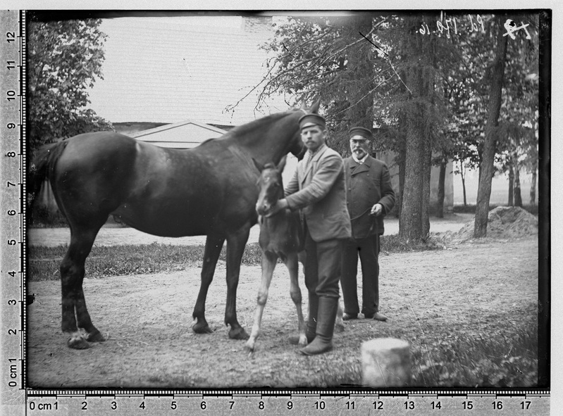 Wilsenhofi mõisa rentnik Liller ja tallimeister kahe hobusega 1910