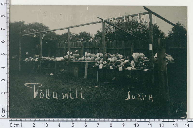 Põlluvili Tallinna "Eesti näituselt" 1909