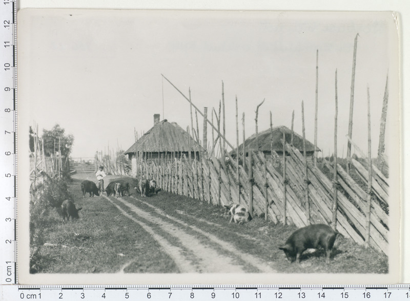 Vorbuse 1898