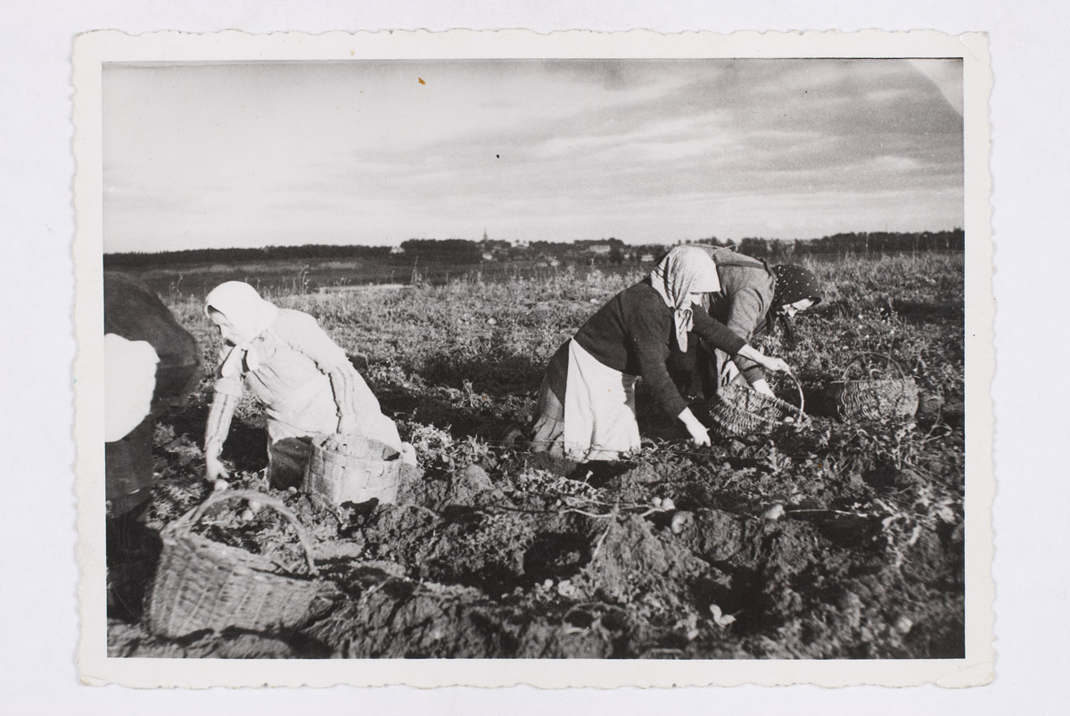 Kartulivõtjad naised Tähtvere põllul 1936