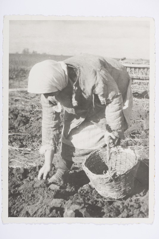 Kartulivõtt, Petserimaa 1937