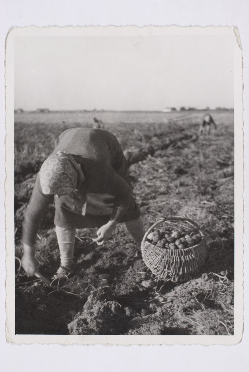 Kartulivõtt, Tartumaa 1937