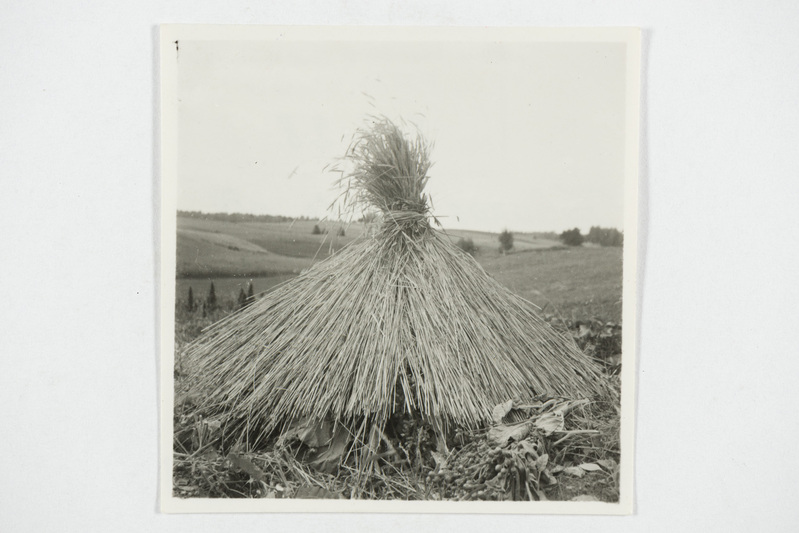 Tubakas õlgede all kuivamas. Tjapši k