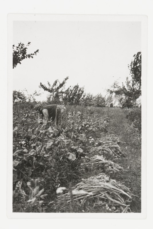 Sibulate korjamine peenralt Kornõshevi talus nr 17, Varnja k, Kodavere khk