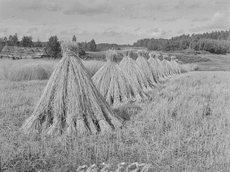 Rukkikuhilad. Kõrvõttula k