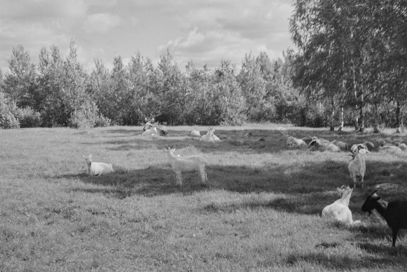 Matti küla kari "silla pääl" karjamaal