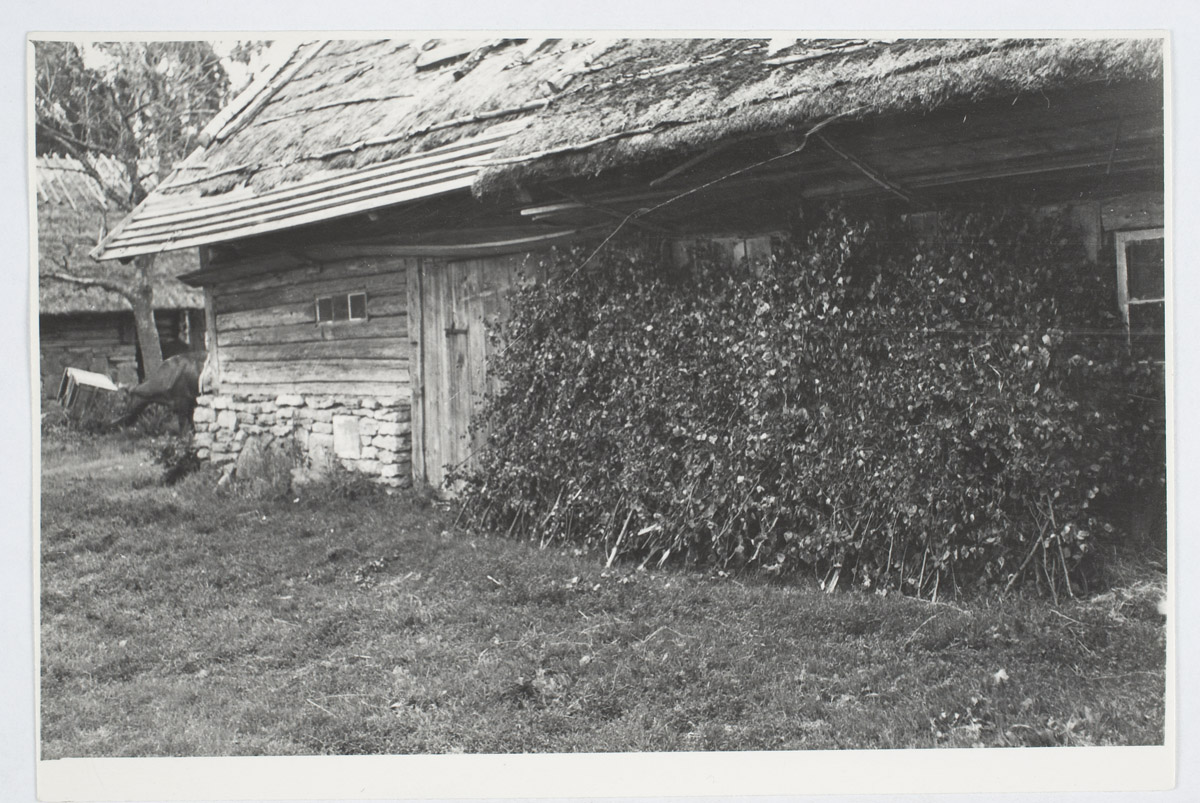 Lambavihad kuivamas rehielamu räästa all. Pühalepa khk, Suuremõisa v, Sarve k, Allikivi t