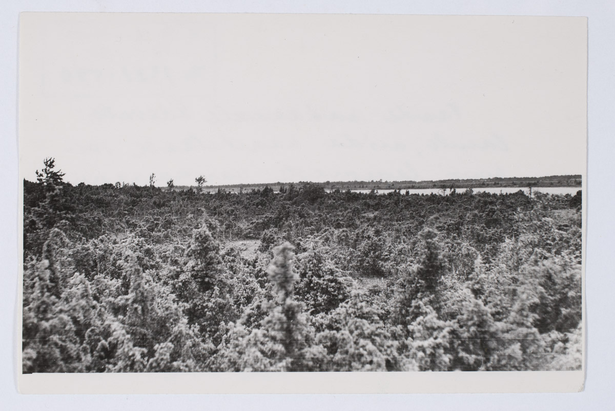 Vaade kadakasele Kaevatsi laiule, mida kasutatakse sovh. lammaste karjamaana. Pühalepa khk, Suuremõisa v
