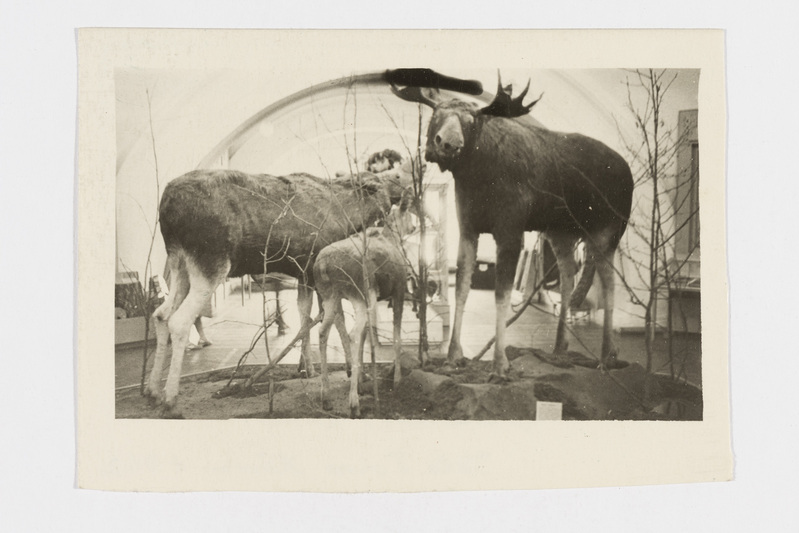 Väljapanek Karjala ANSV Riiklikus Muuseumis: põhjapõdrad ja põder. Petroskoi linn