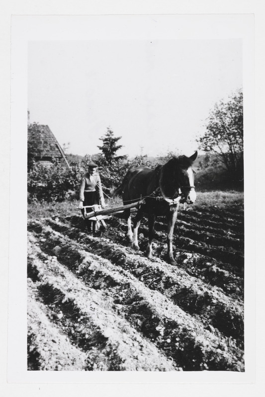 Isikliku kartulimaa muldamine 1958. aastal