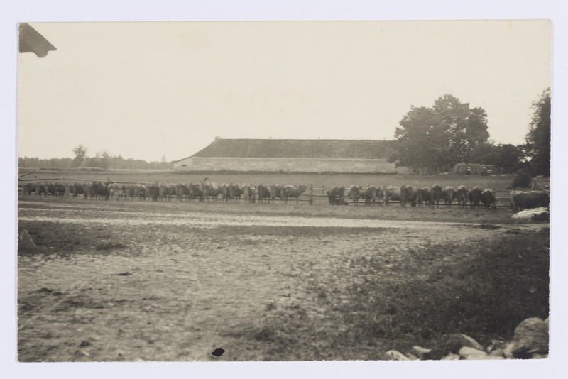 Noorkarja näitus Purilas 5. augustil 1928. aastal (korraldas Kallit)