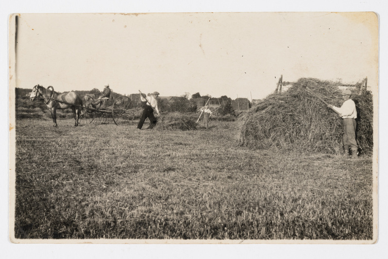 Heinatööd. Hein pannakse rõuguredelitele järelkuivama