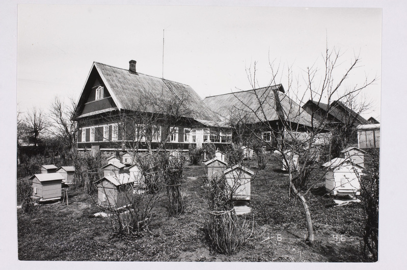 Vistino küla elaniku Filippovi (isur) mesila.