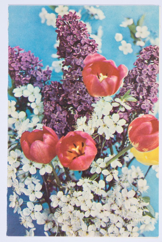 Maipühadekaart „1 мая День международной солидарности трудящихся": sirelid, kirsioksad ja tulbid