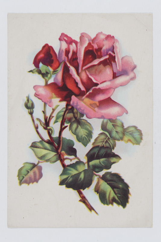 Õnnitluskaart roosiga