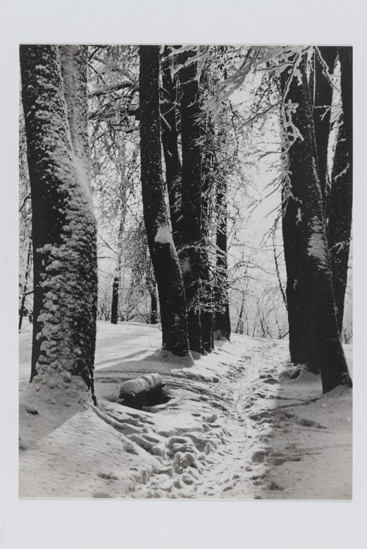 Fotopostkaart: Viljandi. "Filosoofide" puiestee