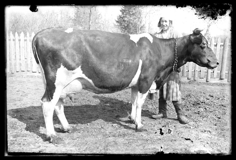Naine lehmaga õuel. Eesti holsteini veis