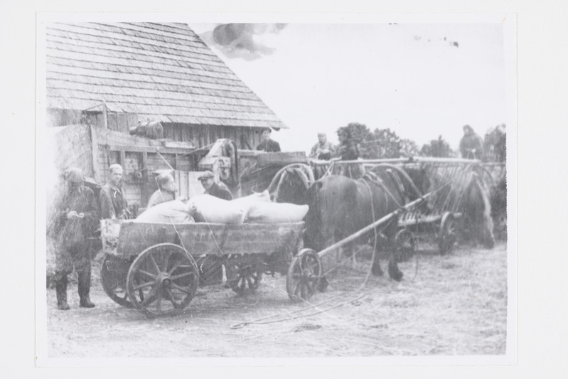 Viljamasindamine Rapla rajooni "Põlduri" kolhoosis 1950. a.