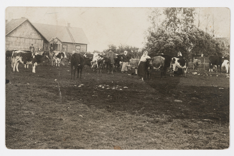 Rehemetsa talu. Talupere lehmadega majandusõues.